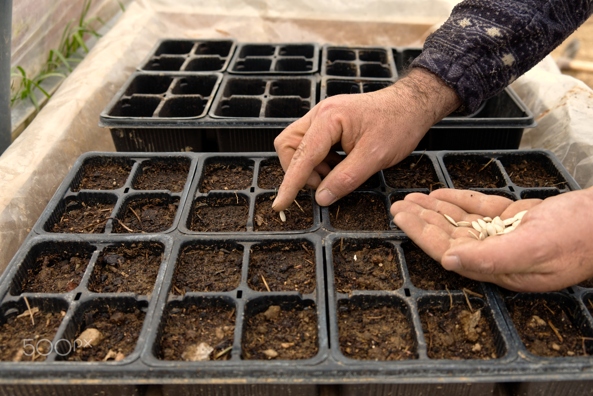 close-up of a farmer's hand while sowing zucchini in the nursery