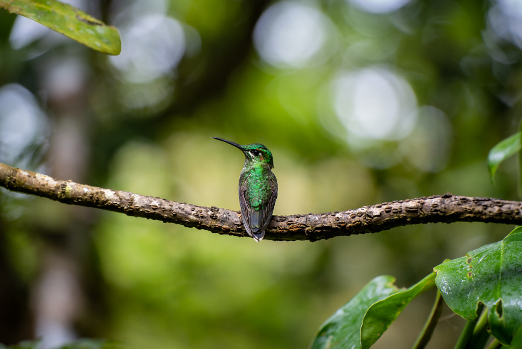 hummingbird posing by Bart cocquart on 500px.com