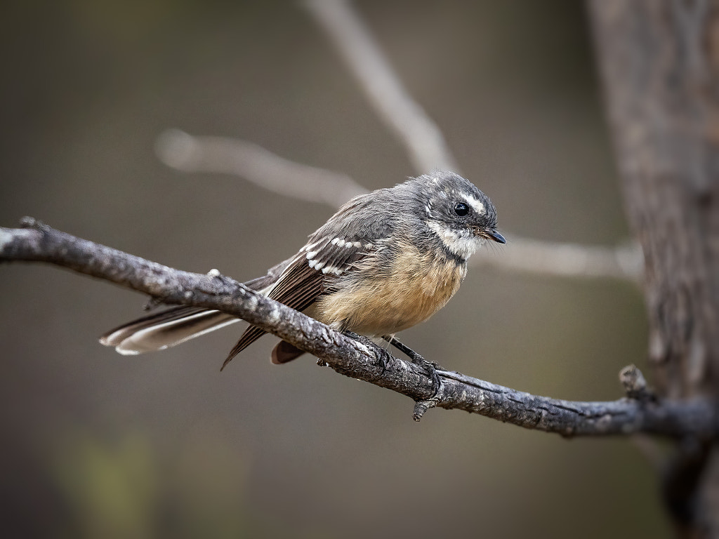 Koodjinok by Paul Amyes on 500px.com