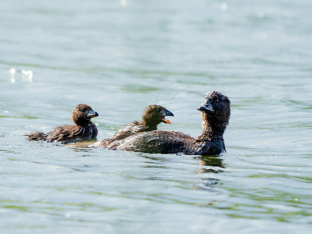 Kodara by Paul Amyes on 500px.com