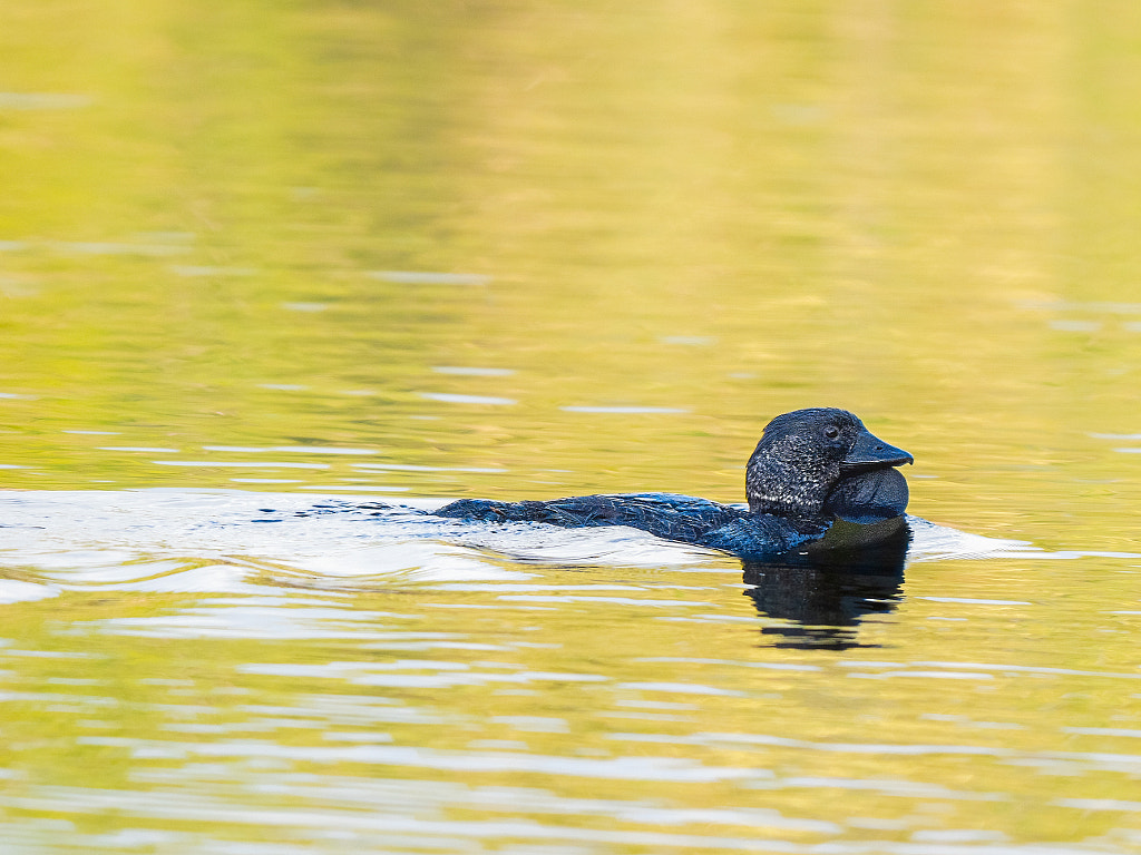 Kodara by Paul Amyes on 500px.com