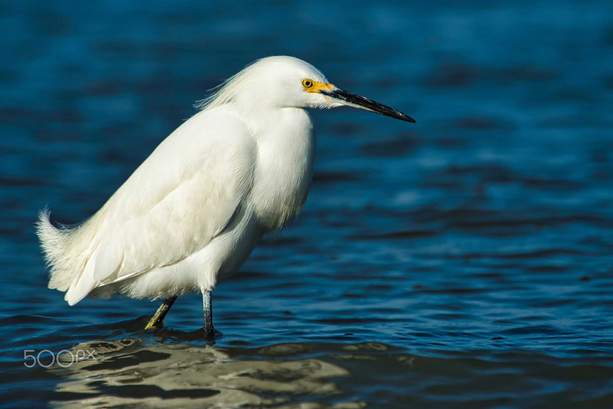 Snowy Egret, Coastal Bird Portrait