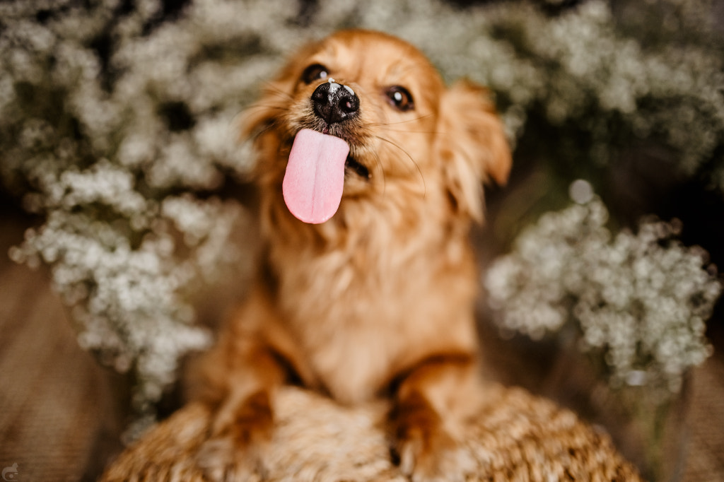Dog Tounge by Joanna Surman on 500px.com