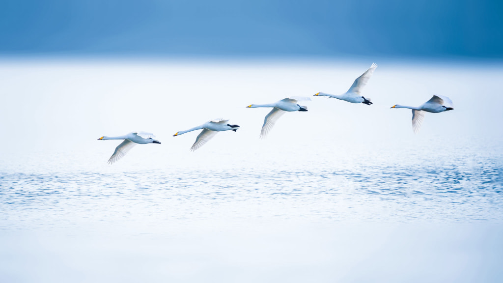 天鹅--巡视一下3. by 虎哥 on 500px.com