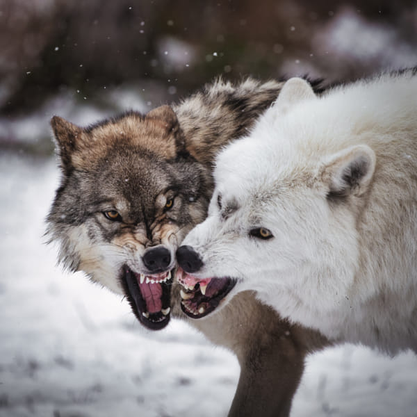 Wolf Siblings Play Fighting in Winter by Seth Macey
