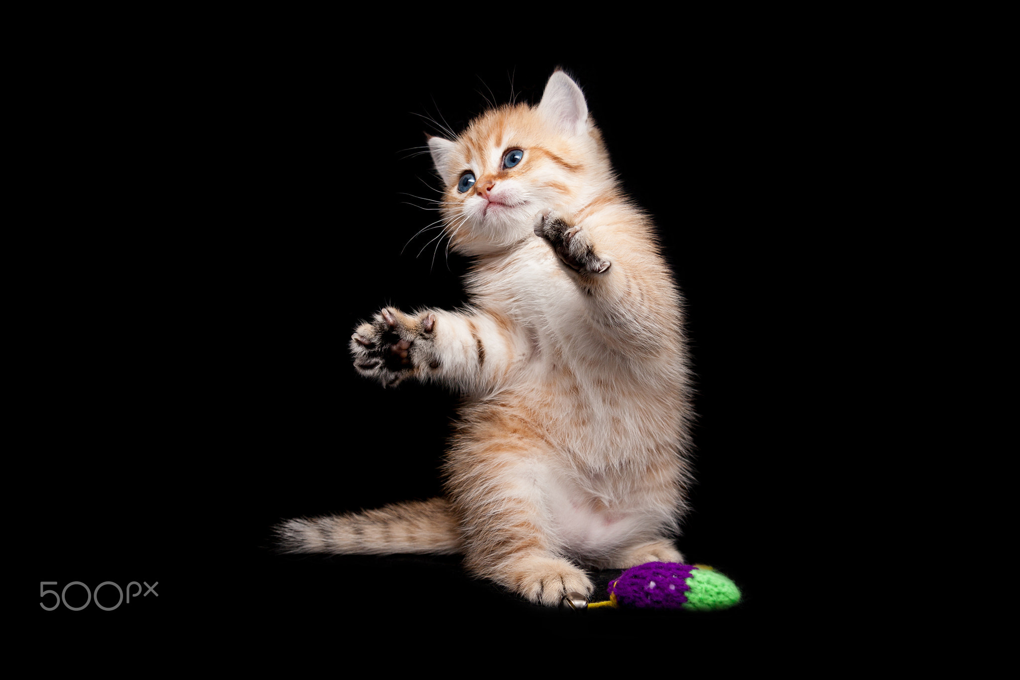 Kitten playing standing on its hind legs, red playful kitten