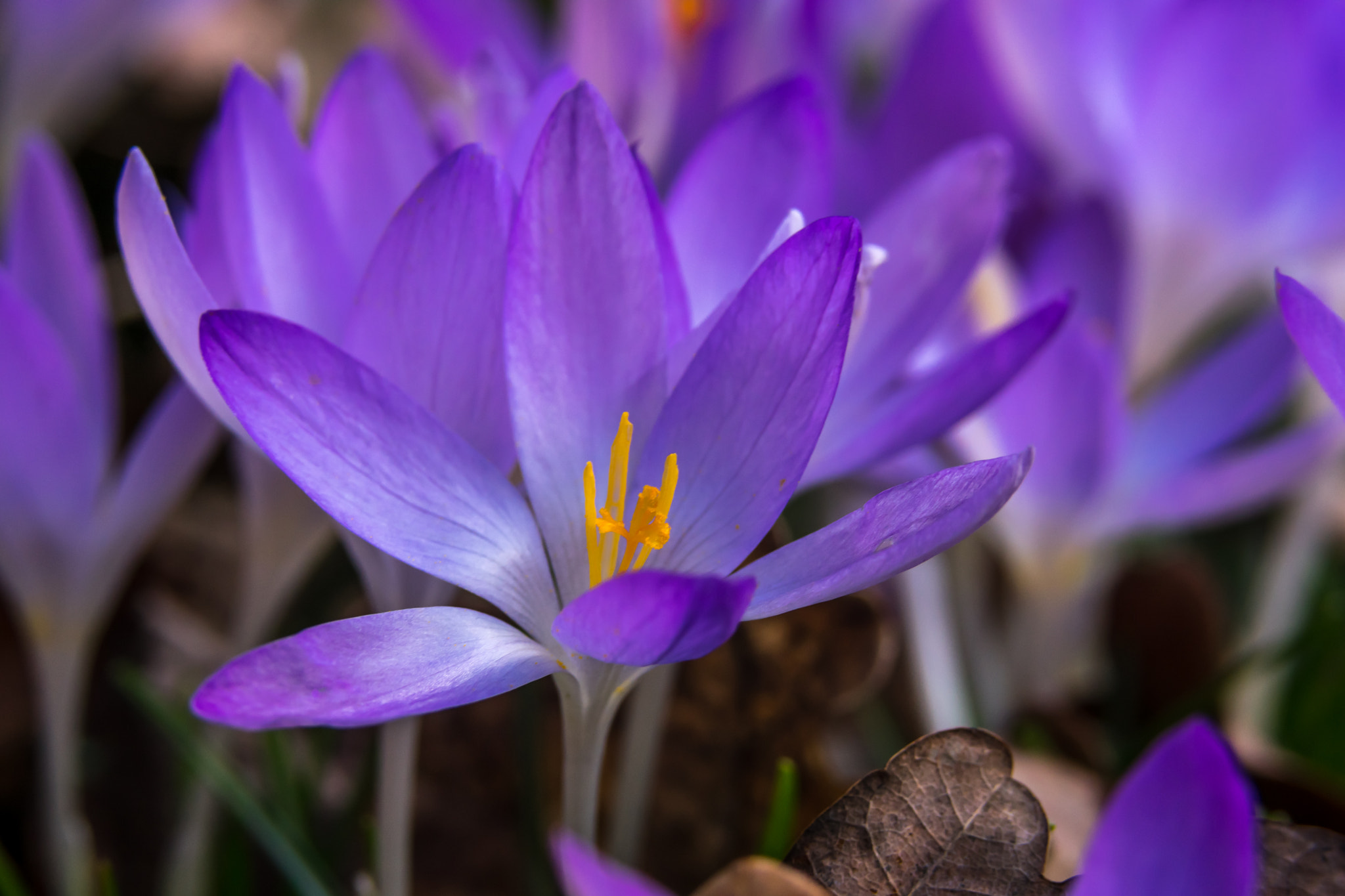 Crocus