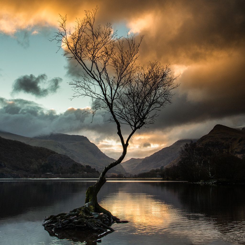 Llyn Padarn Lone Tree, Llanberis by Stephen Stringer CPAGB / 500px