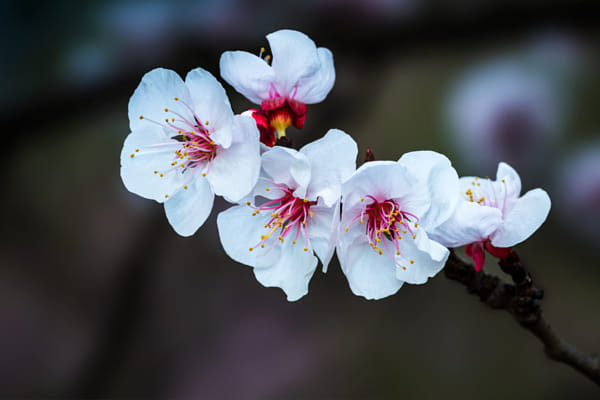 梅花圖2 梅花by 南腔北调人| 500px