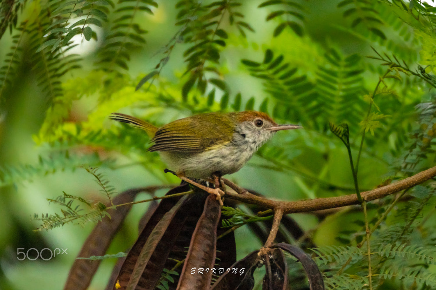 close-up of bird perching on branch by Erik Ding / 500px