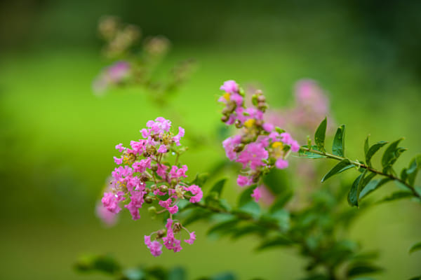 刺莓和蔷薇花by 159****7565 | 500px