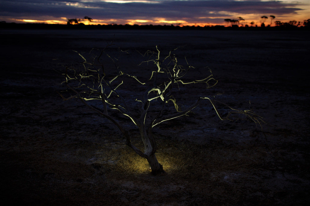 Light tree by Iain Kennedy on 500px.com