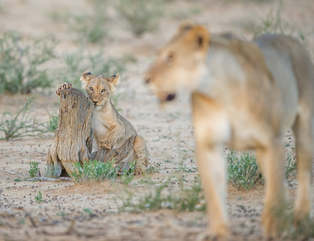 Tender Lion Moment by Johan Barnard on 500px.com