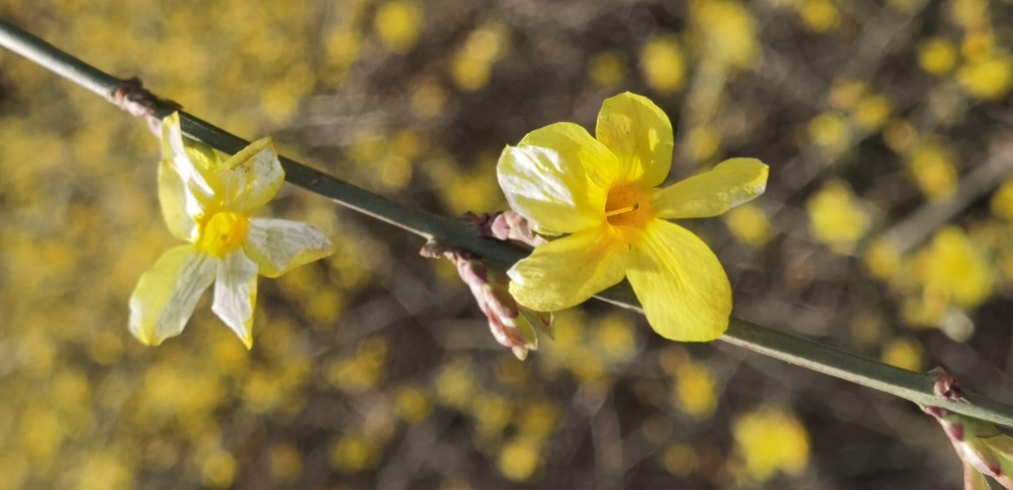 《一年又开迎春花》
