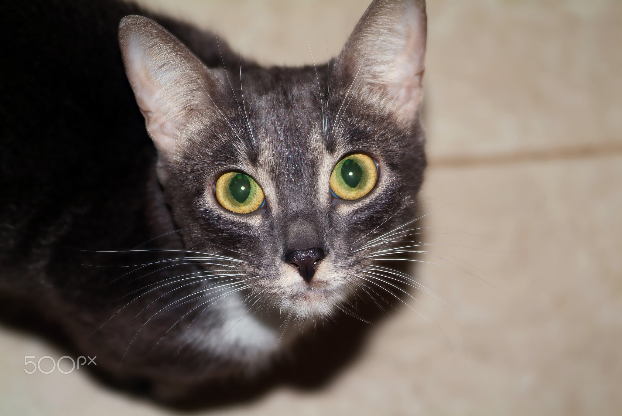 a young cat looks into the camera