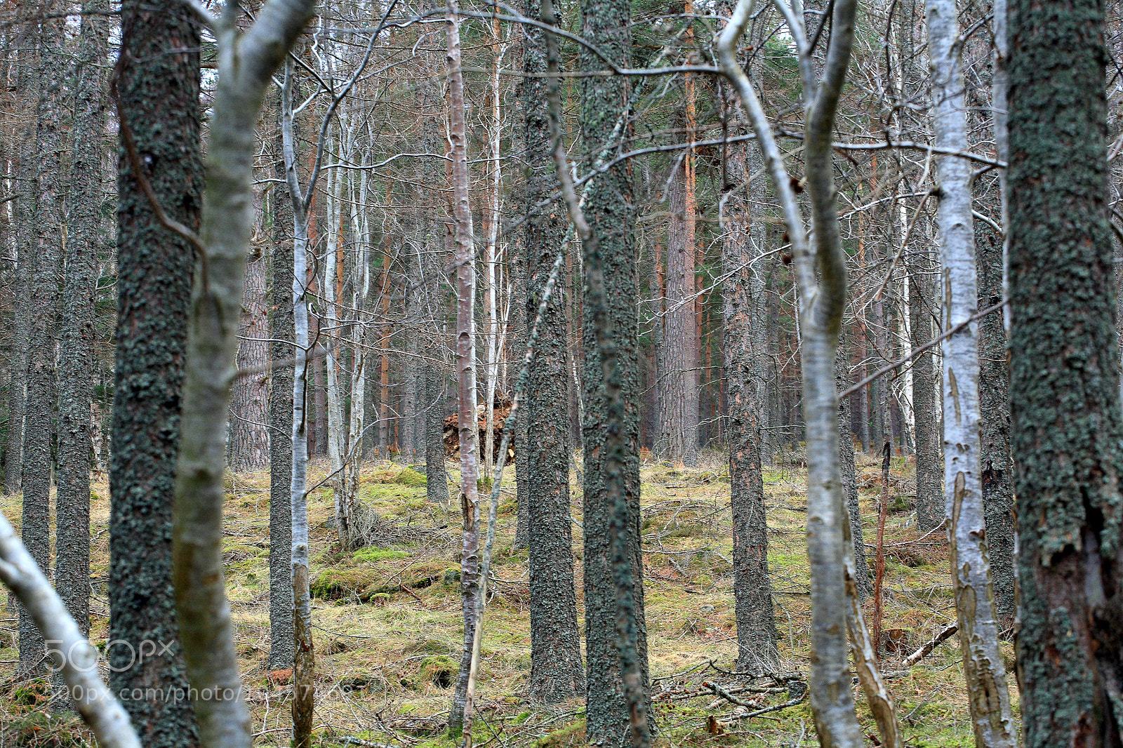 Canon EOS 5D sample photo. Untitled photography