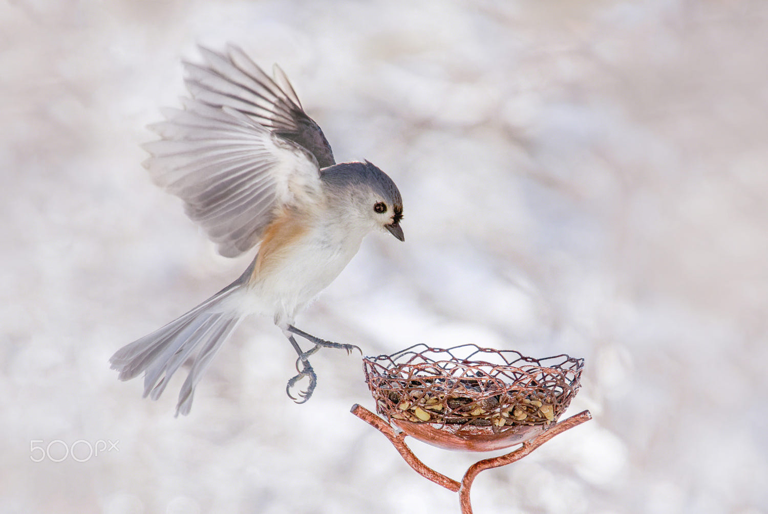 Tufted Titmouse Bird Landing by Adrienne Elliot / 500px