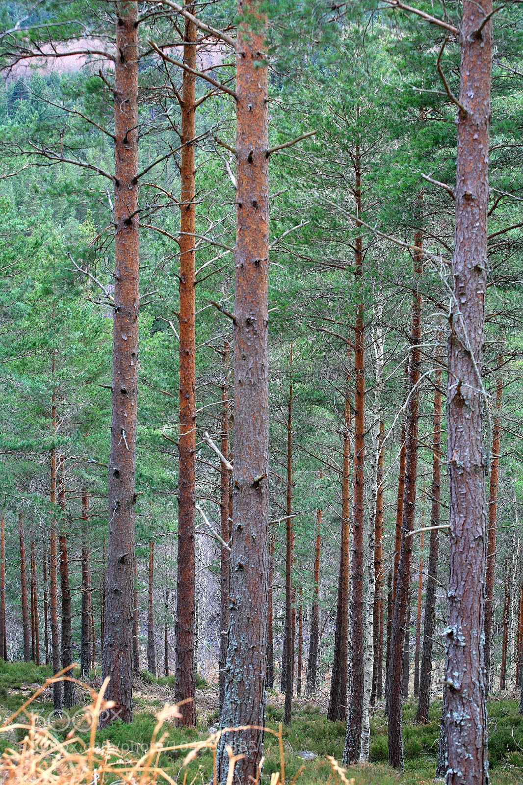 Canon EOS 5D sample photo. Untitled photography