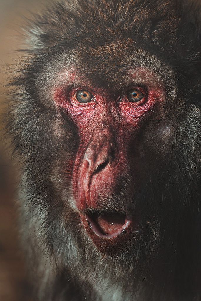 Japanese Macaque (Macaca fuscata) by Ond?ej Chvátal on 500px.com