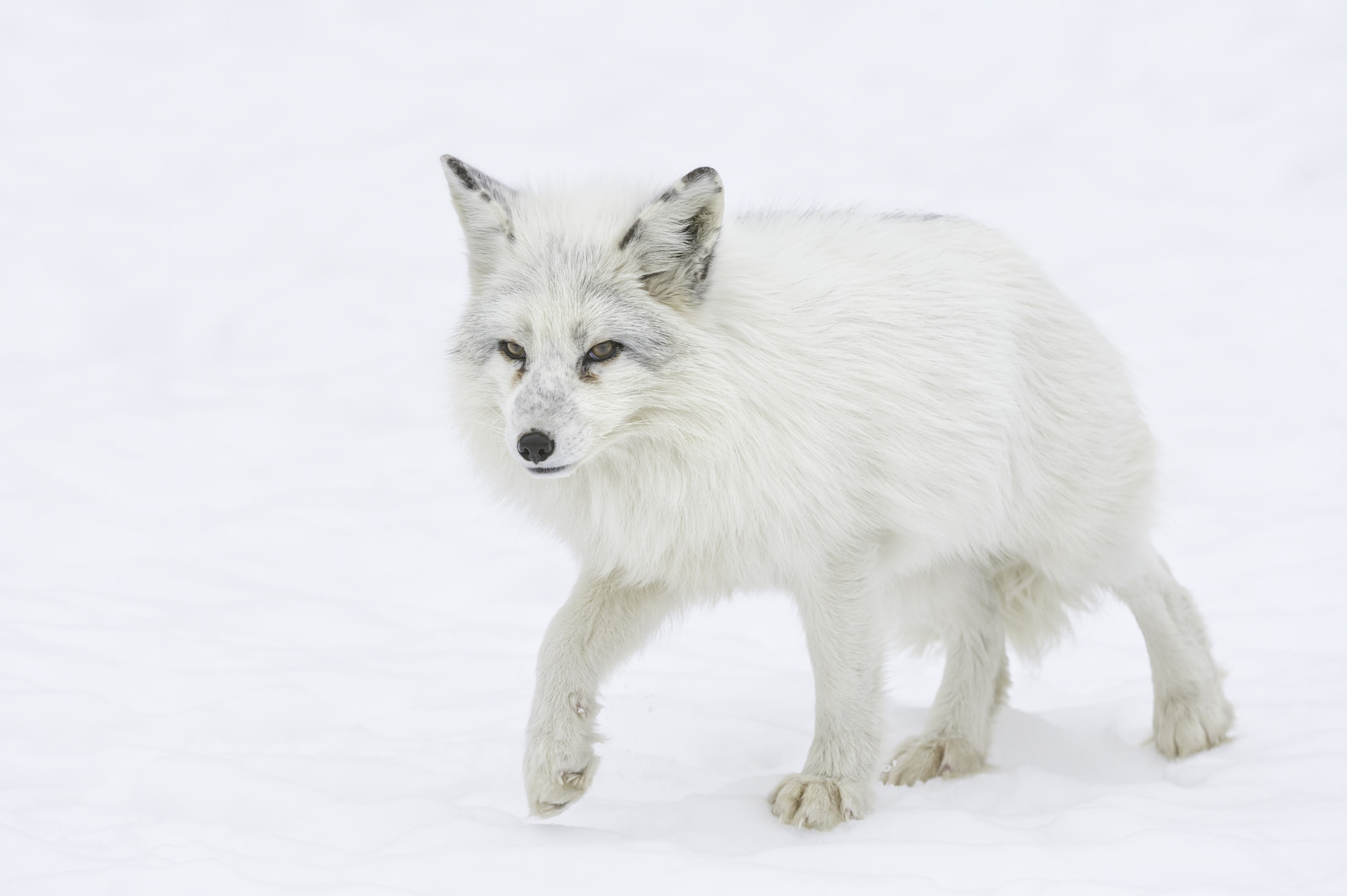 Arctic fox...