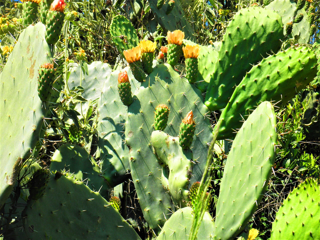 Φραγκόσυκα (Prickly pears) by  George Girnas GR on 500px.com