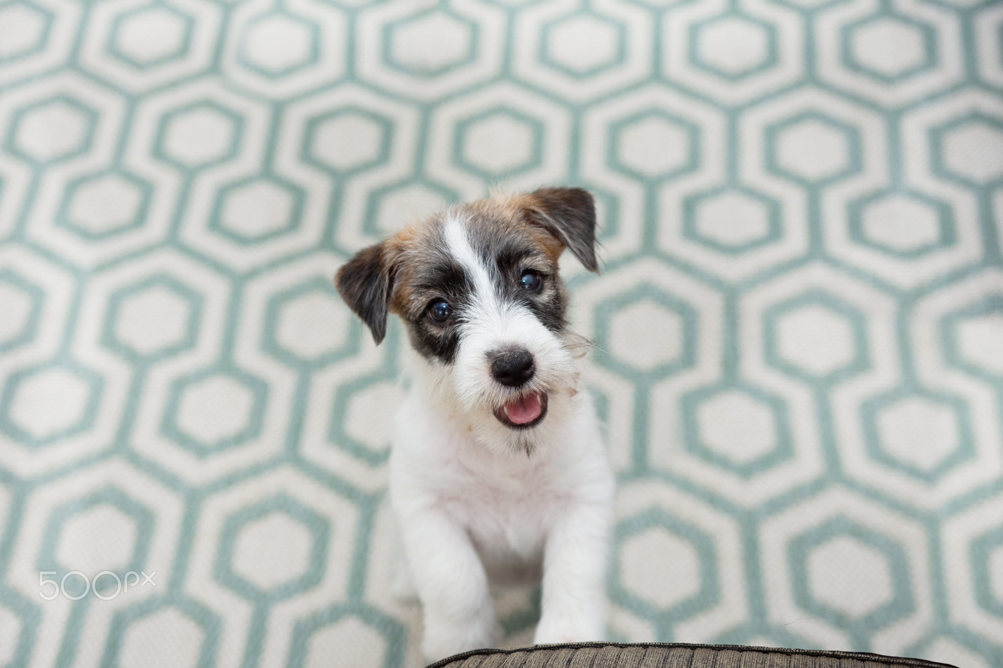Portrait puppy jack russell dog begging food