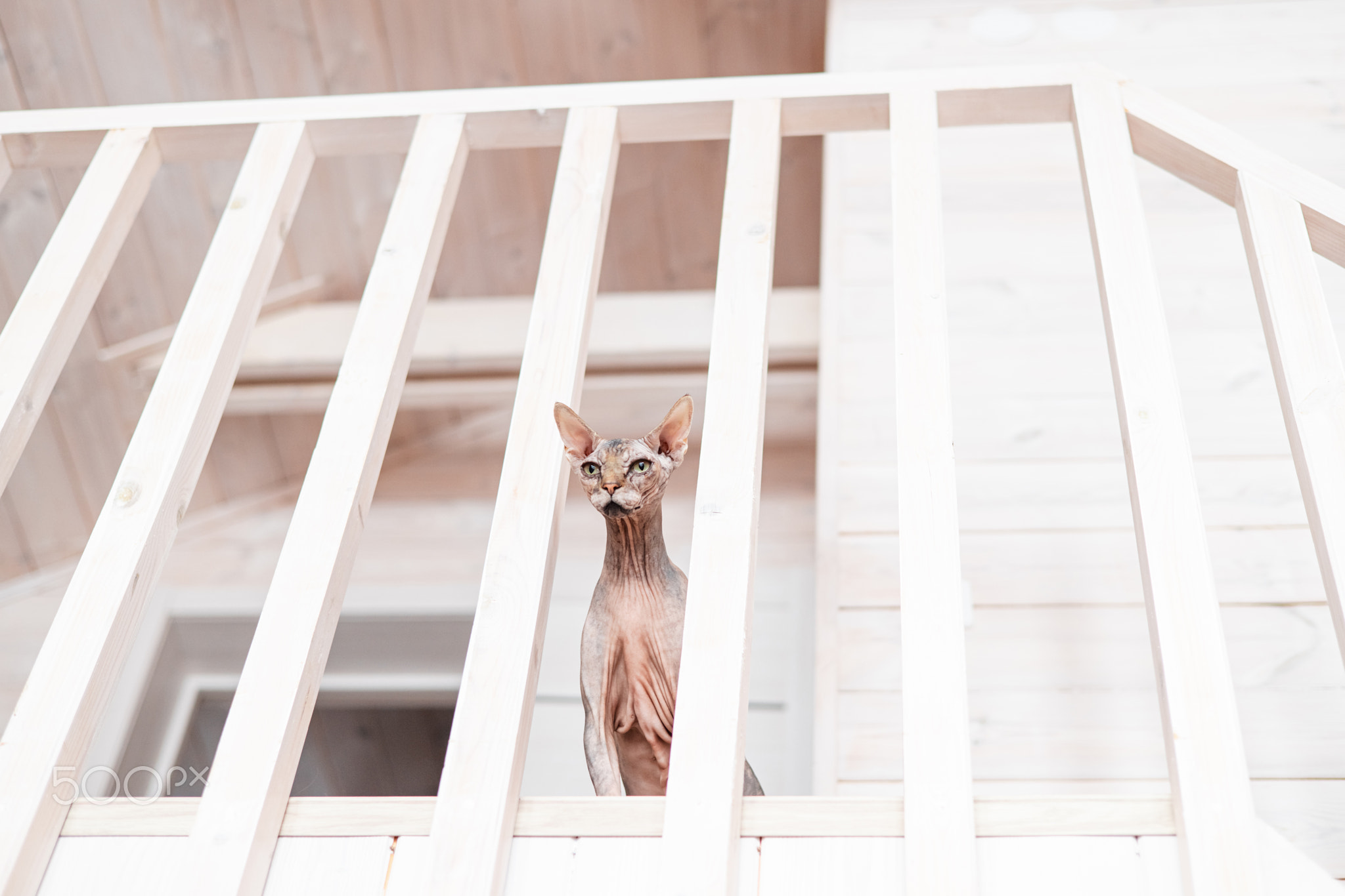 Portrait of Canadian Sphynx Cat kitten blue mink with white color with