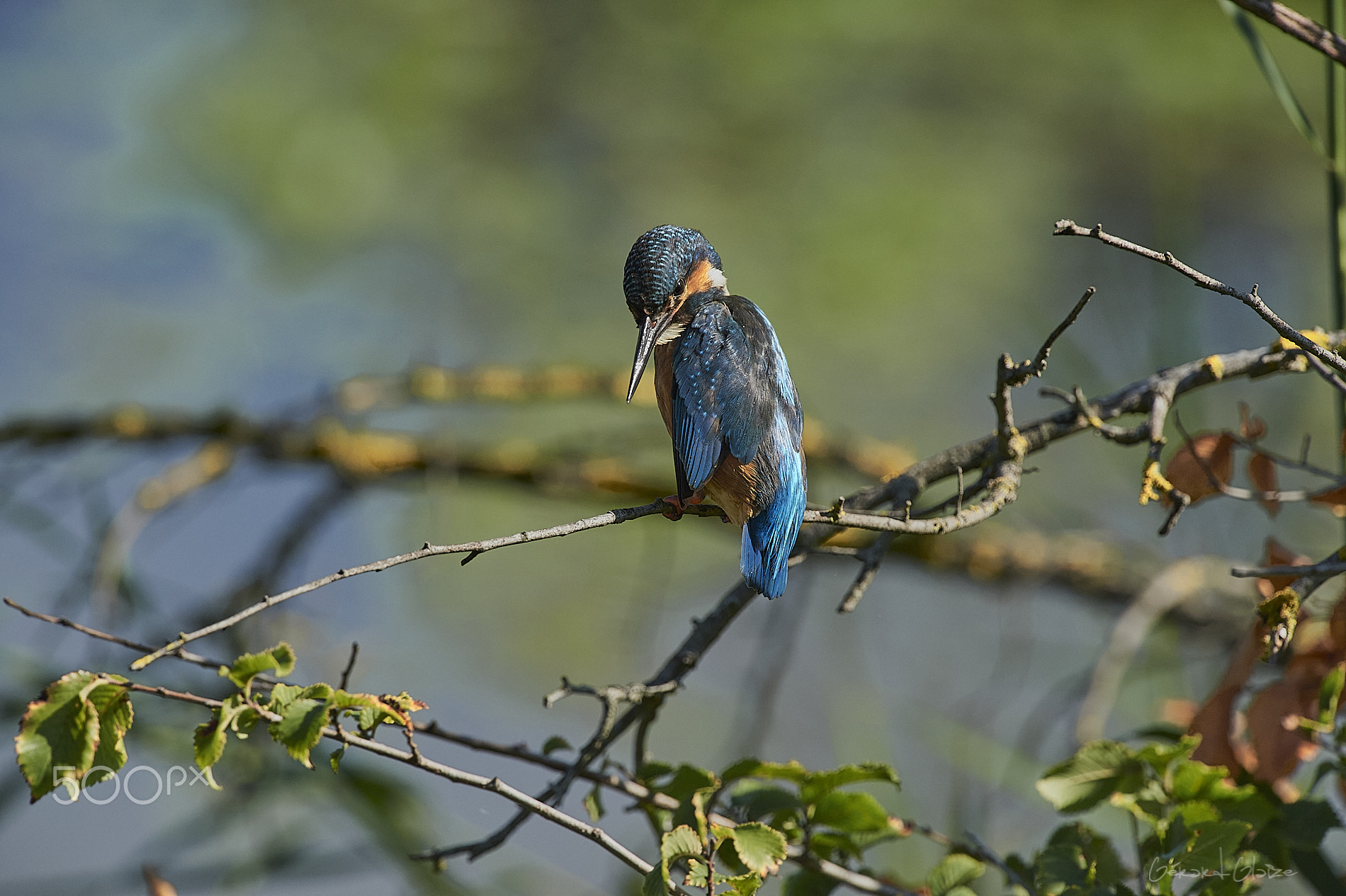 Kingfisher