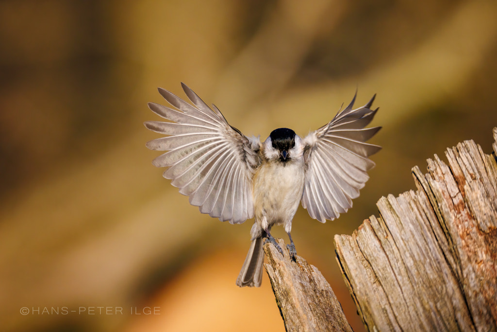 Spread your wings by Hans-Peter Ilge on 500px.com