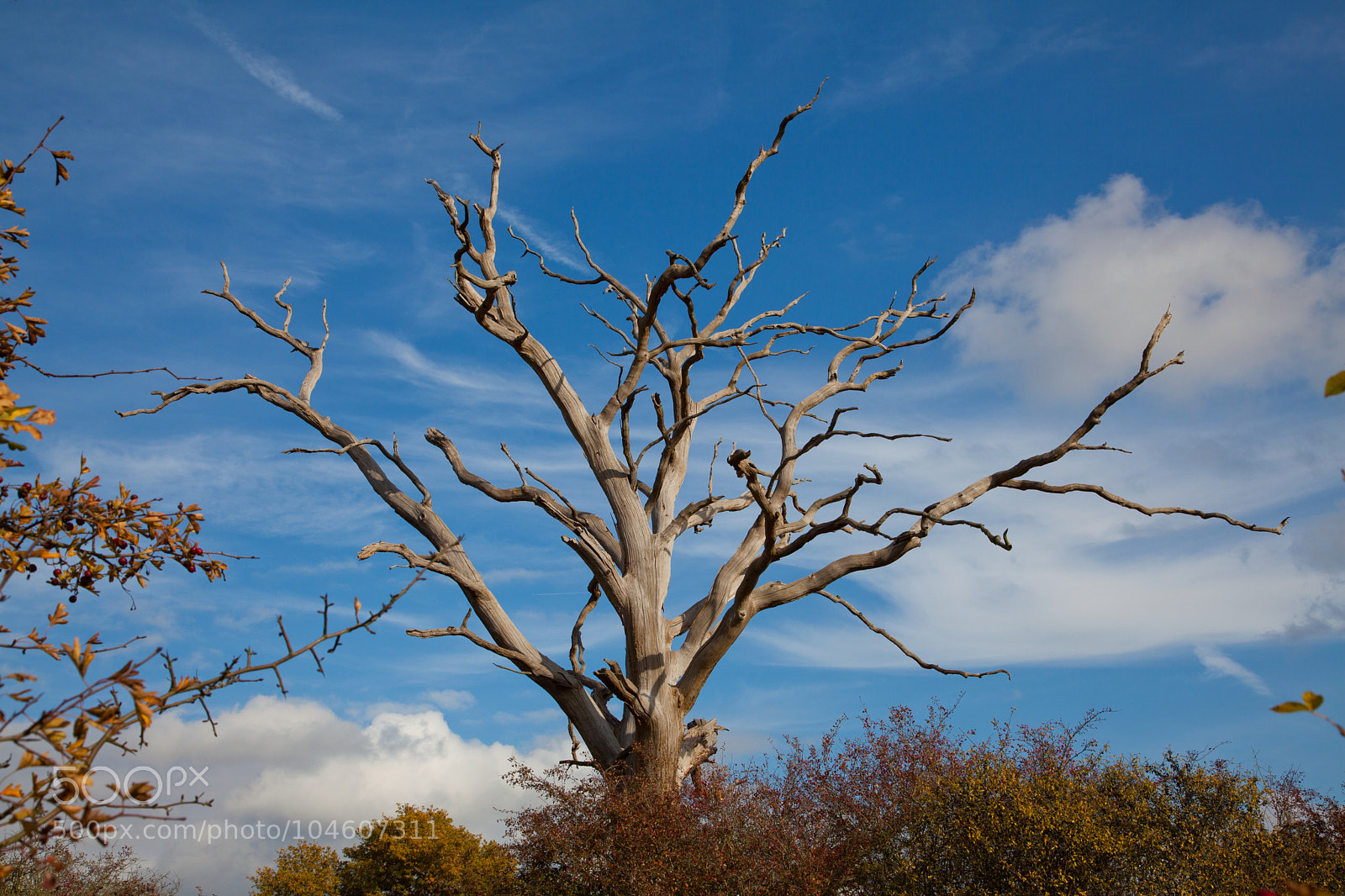Canon EOS 5D Mark II sample photo. Untitled photography