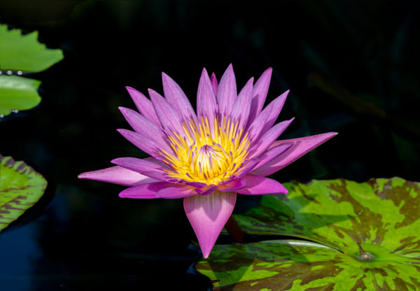国家植物园-40-睡莲by 竹林居士| 500px
