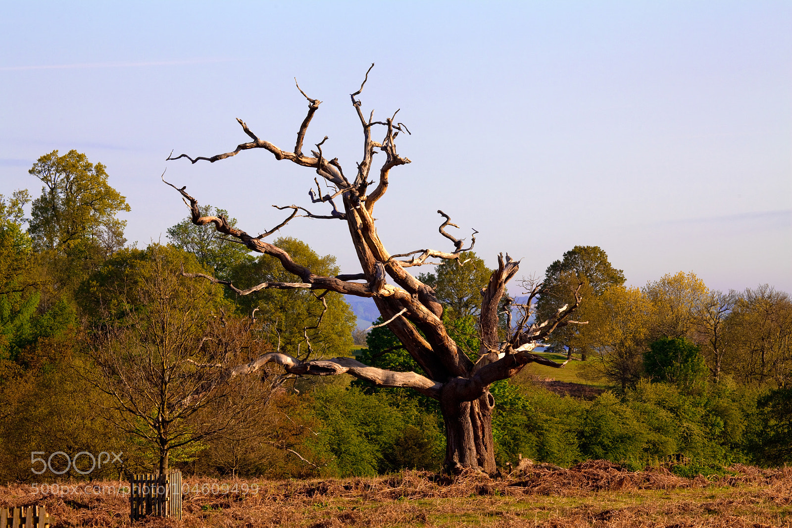 Canon EOS 5D Mark II sample photo. Untitled photography