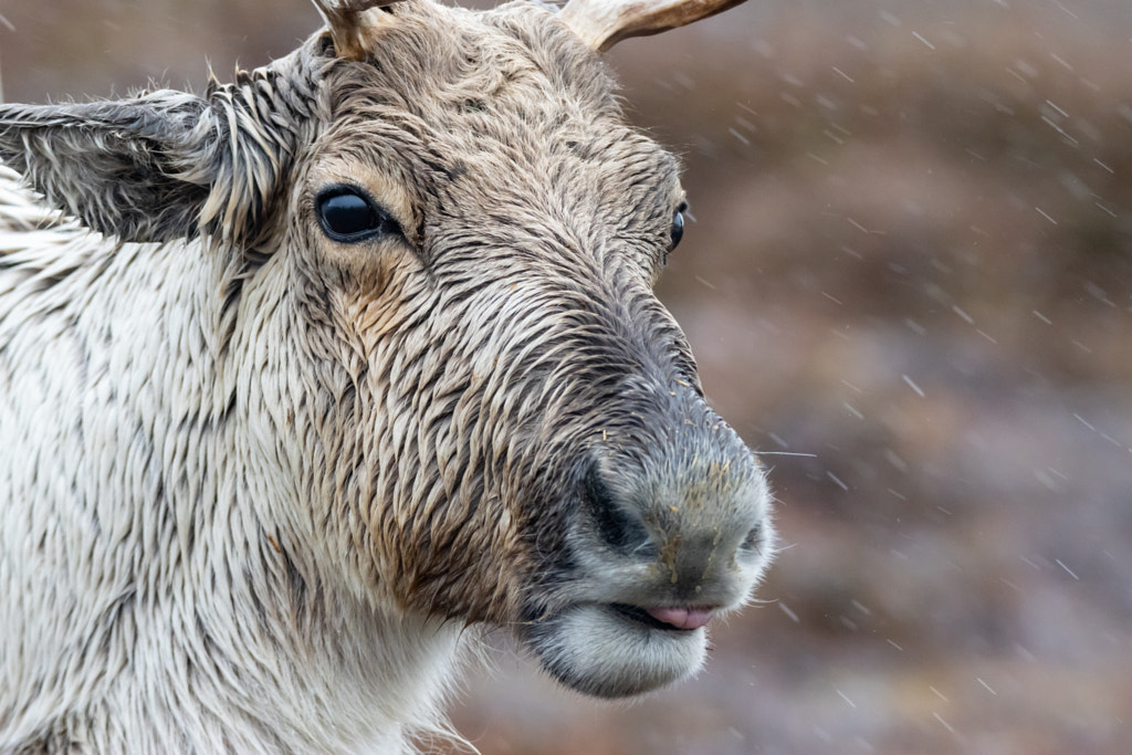 Reindeer in the rain by Yacov Duzly on 500px.com