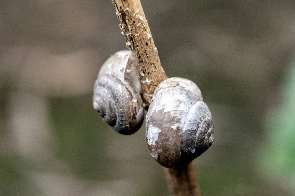 Fossilized snails