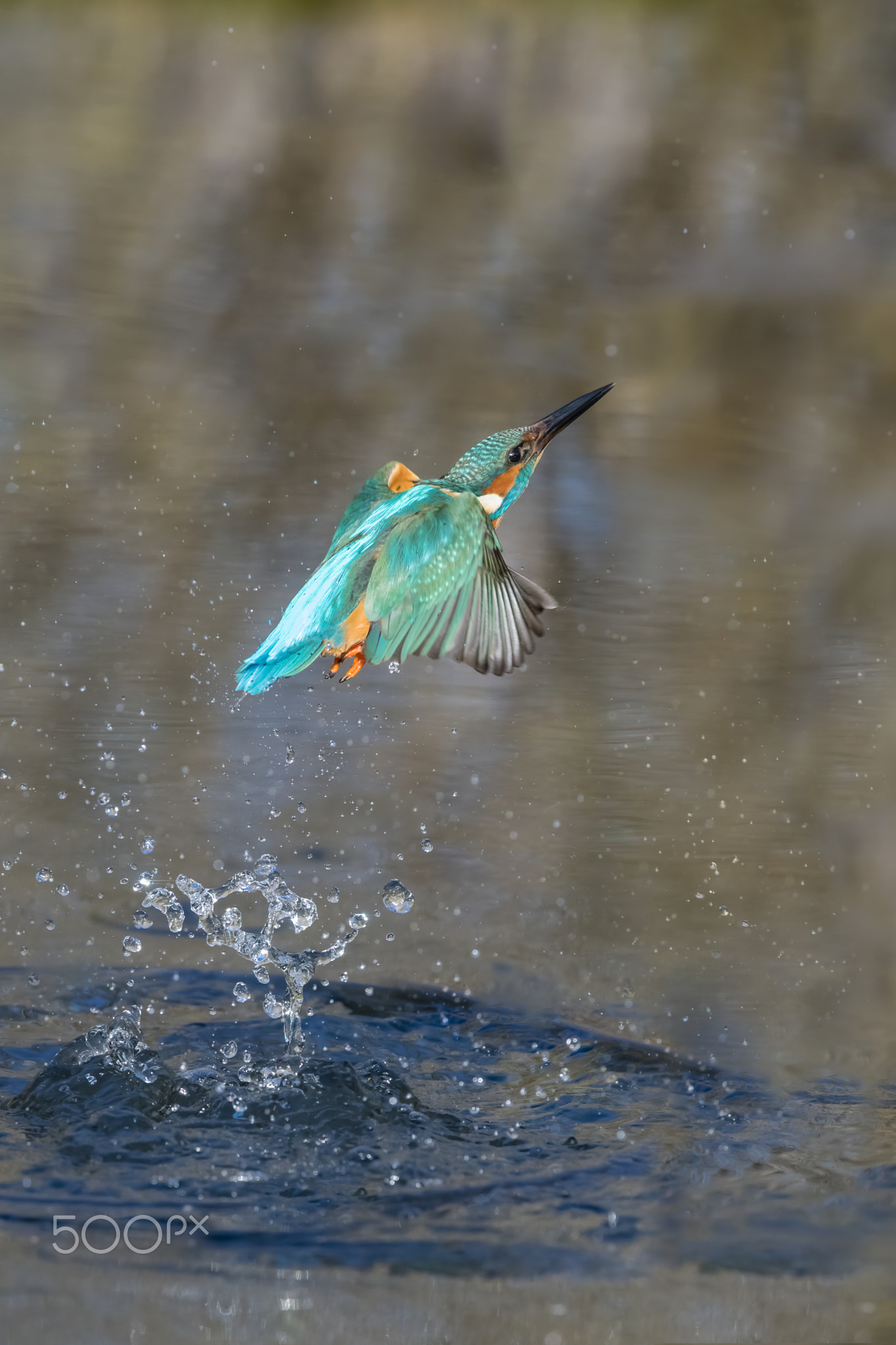 Eisvogel, Alcedo atthis, Kingfisher diving