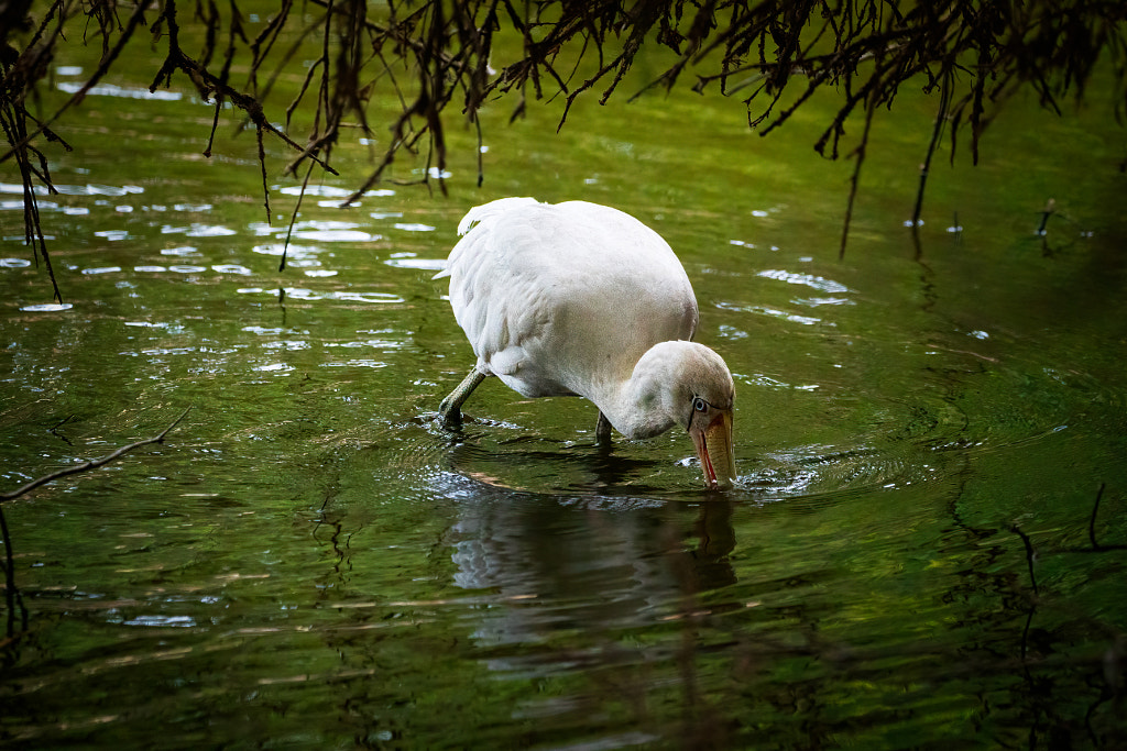 Yellow-billed Spoonbill by Paul Amyes on 500px.com
