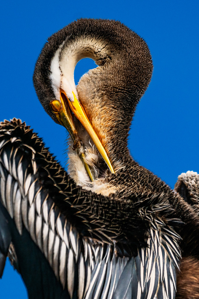 Mimal by Paul Amyes on 500px.com