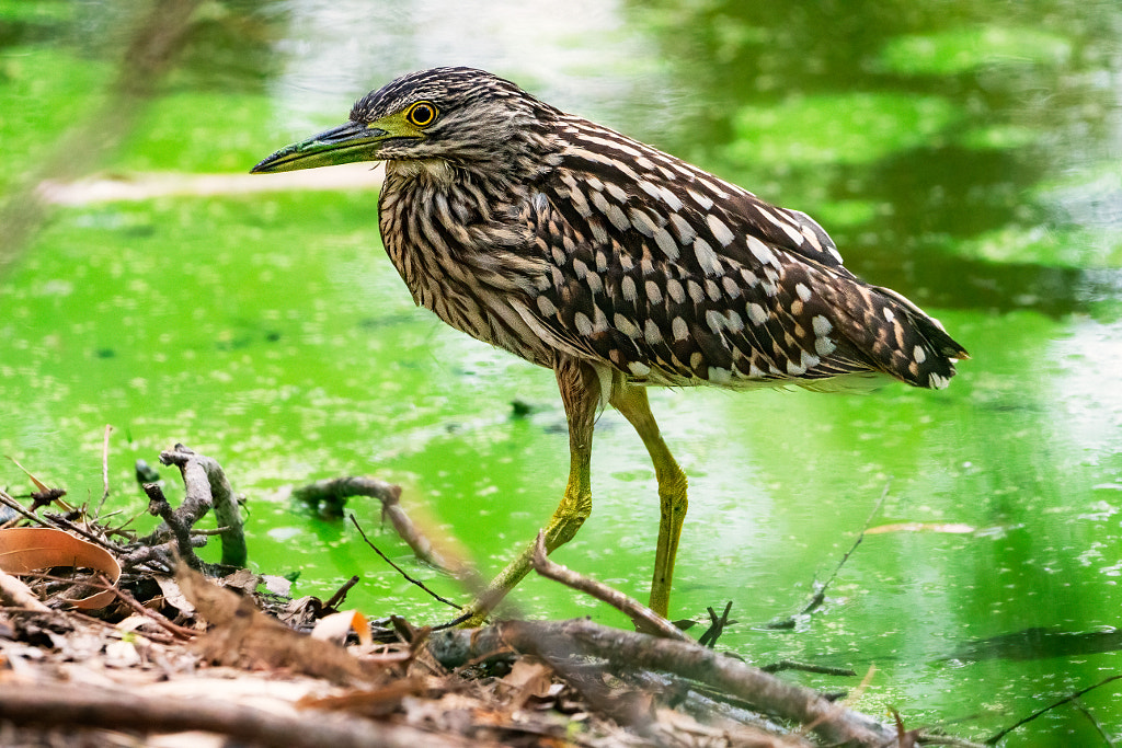 Ngalganing by Paul Amyes on 500px.com