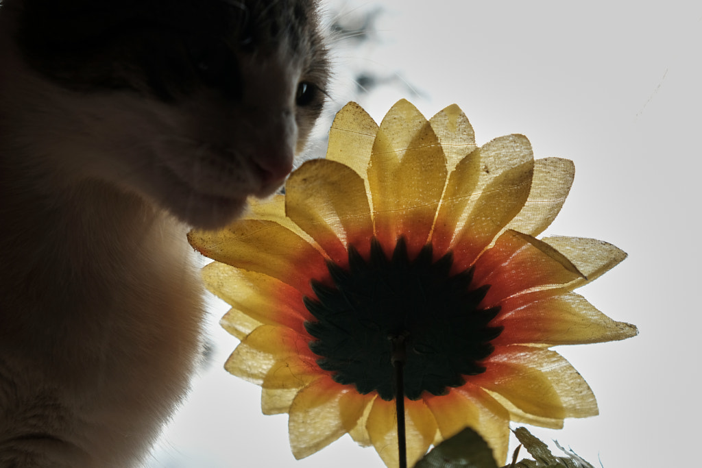 DSCF0381 by Sinisa Basic on 500px.com