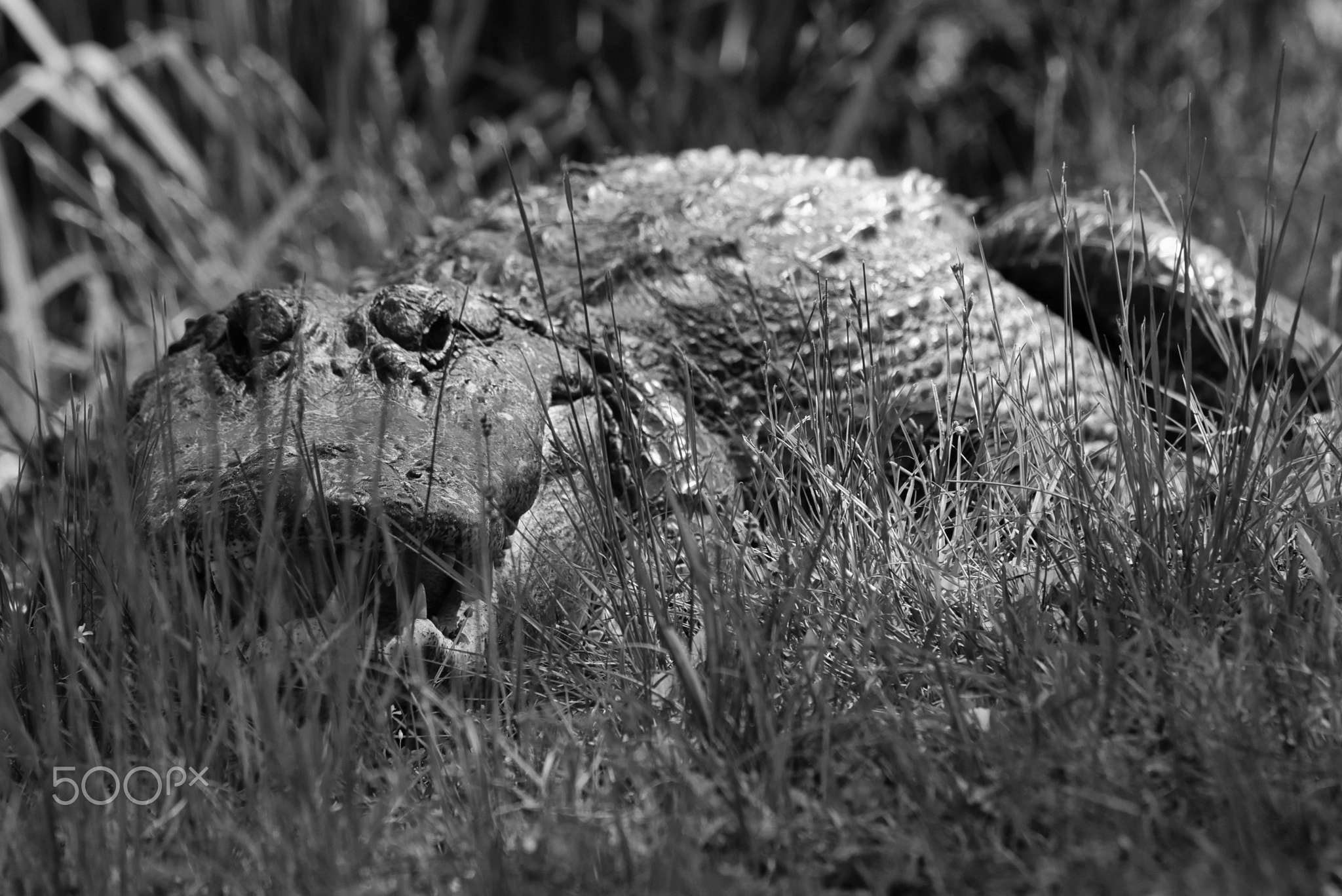 Hidden Danger, Environmental Wildlife Study