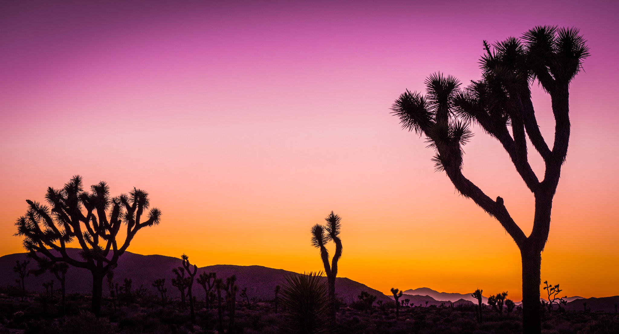 Joshua Trees Silhouettes by Kotomi Ito / 500px