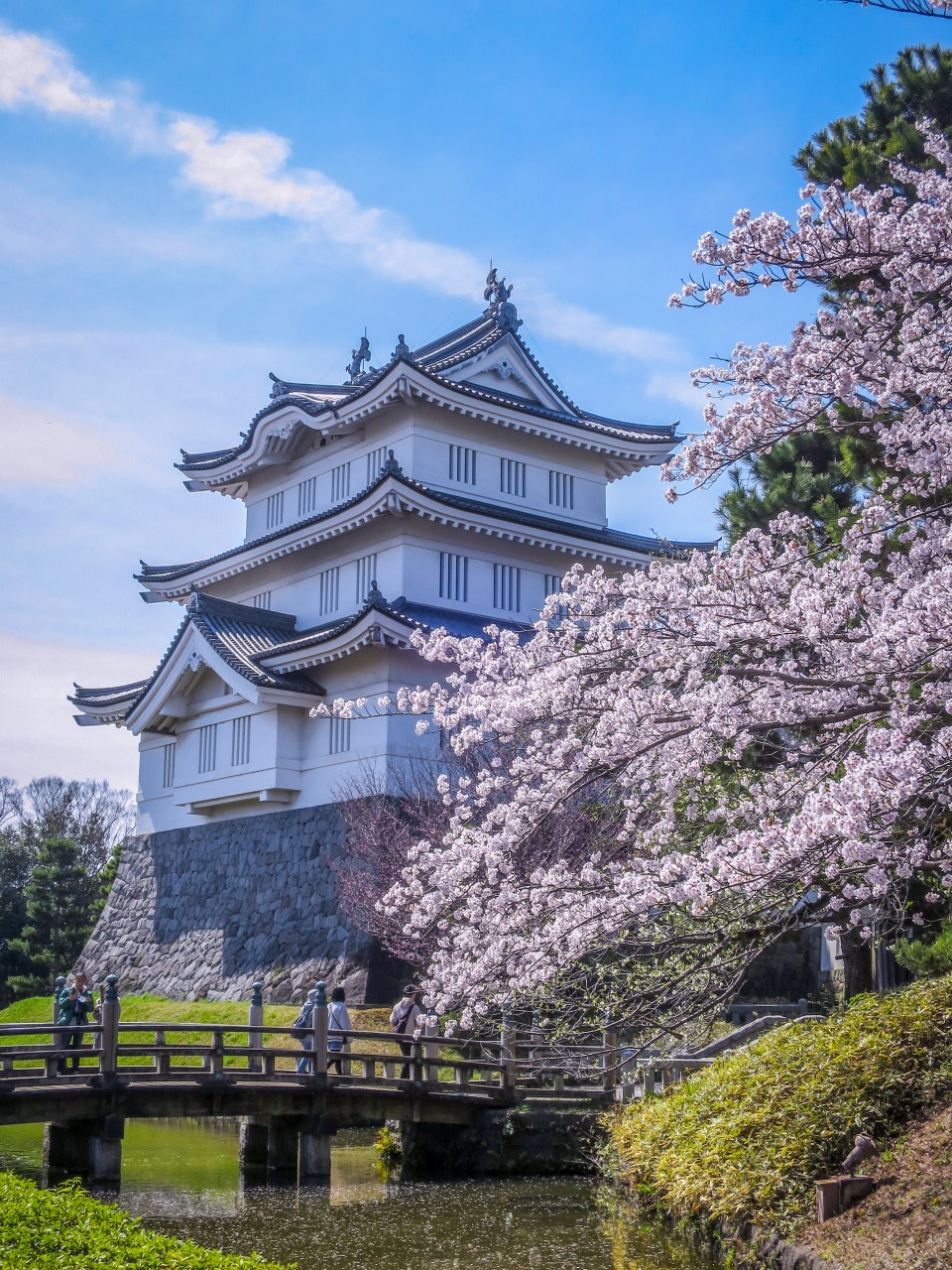 Cherry Blossoms at Oshi Castle