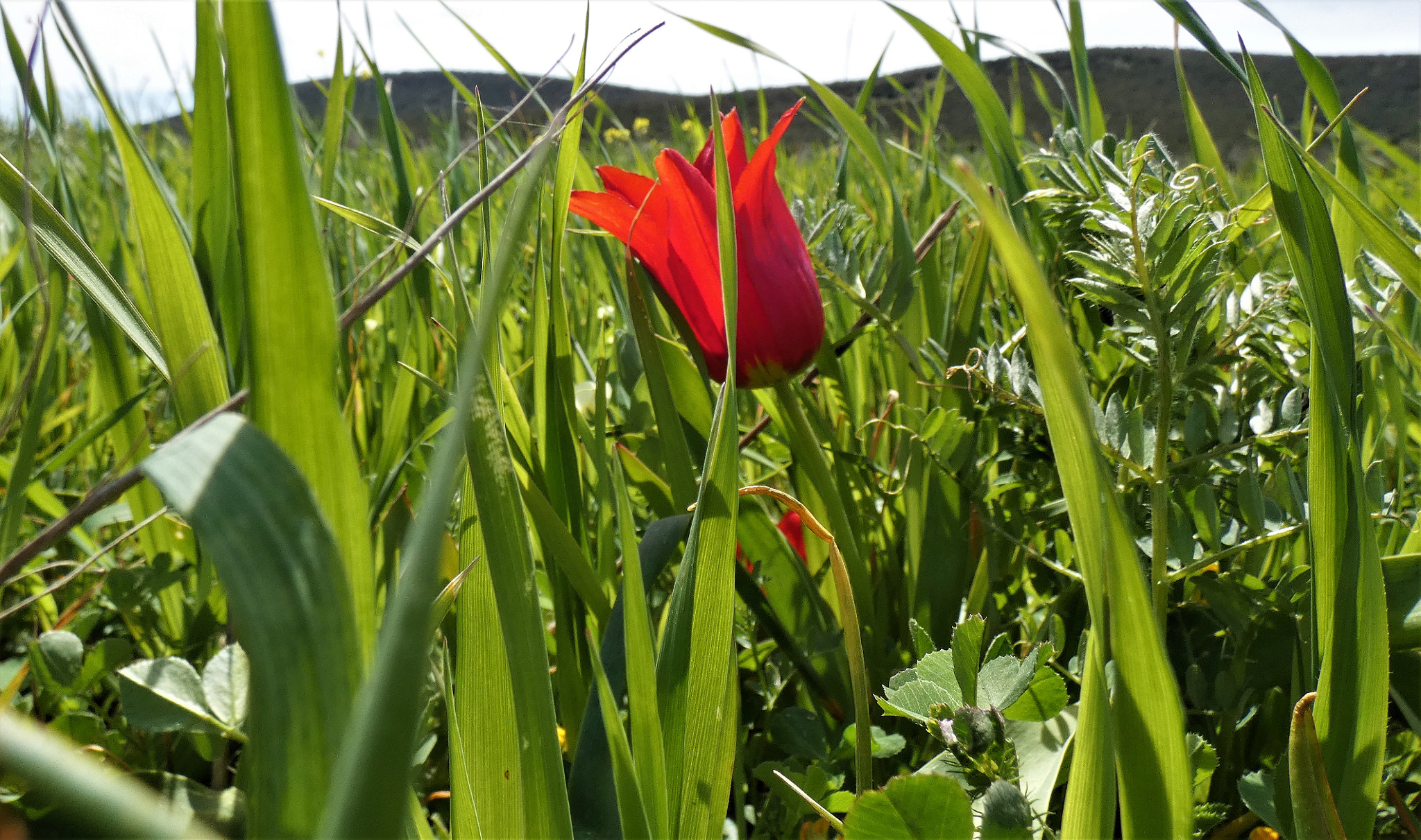 Wild Tulip