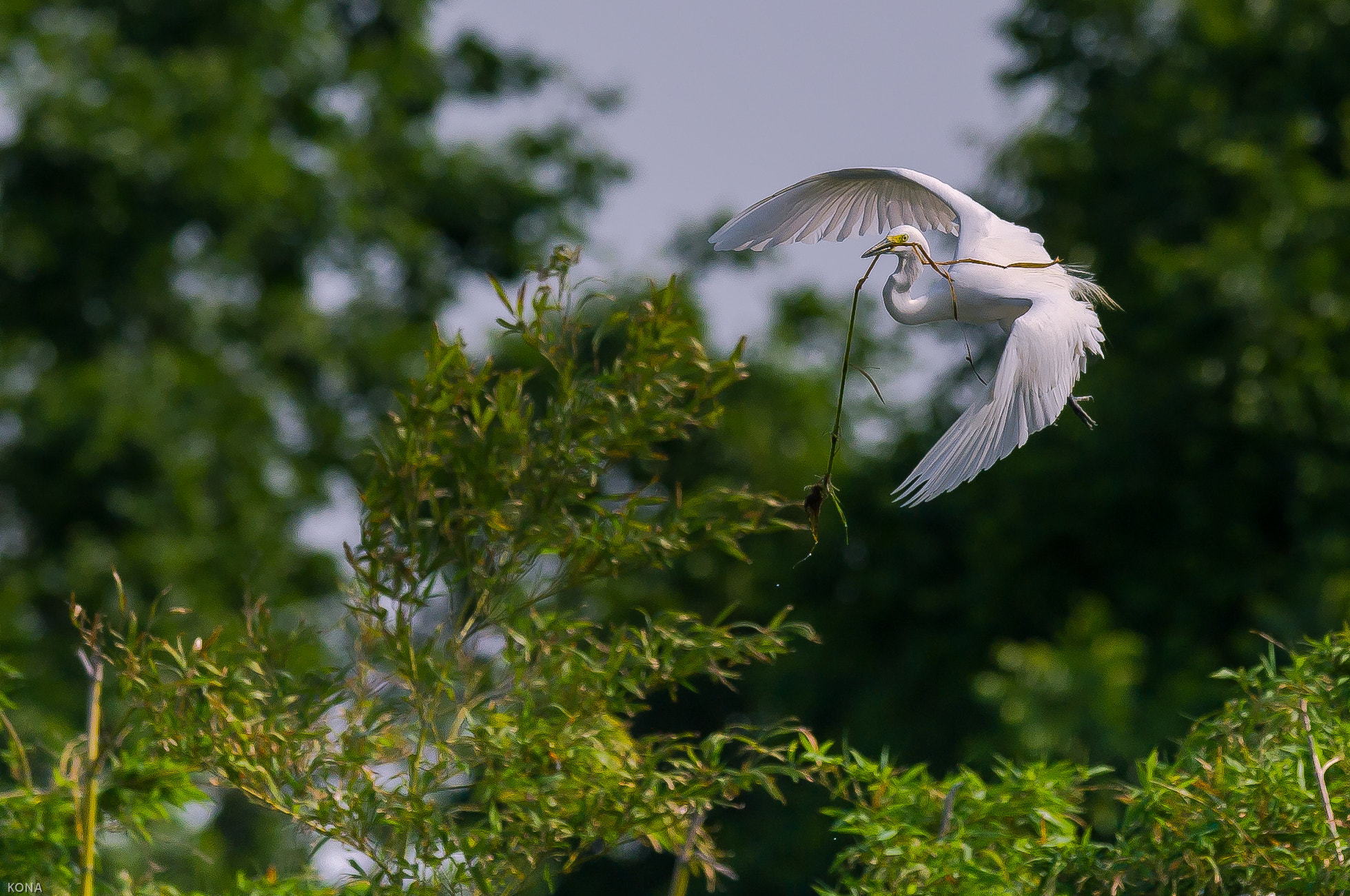 Nikon AF-S Nikkor 400mm F2.8G ED VR II sample photo. Sagi photography