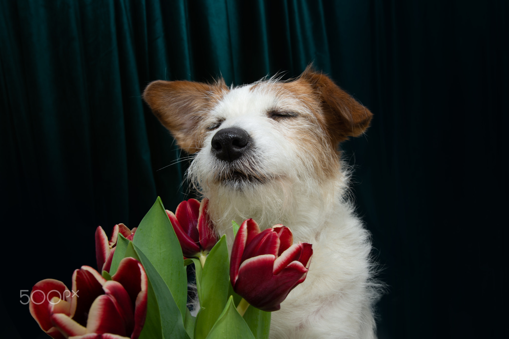 Dog spring. Toned red blue tulips flowers 