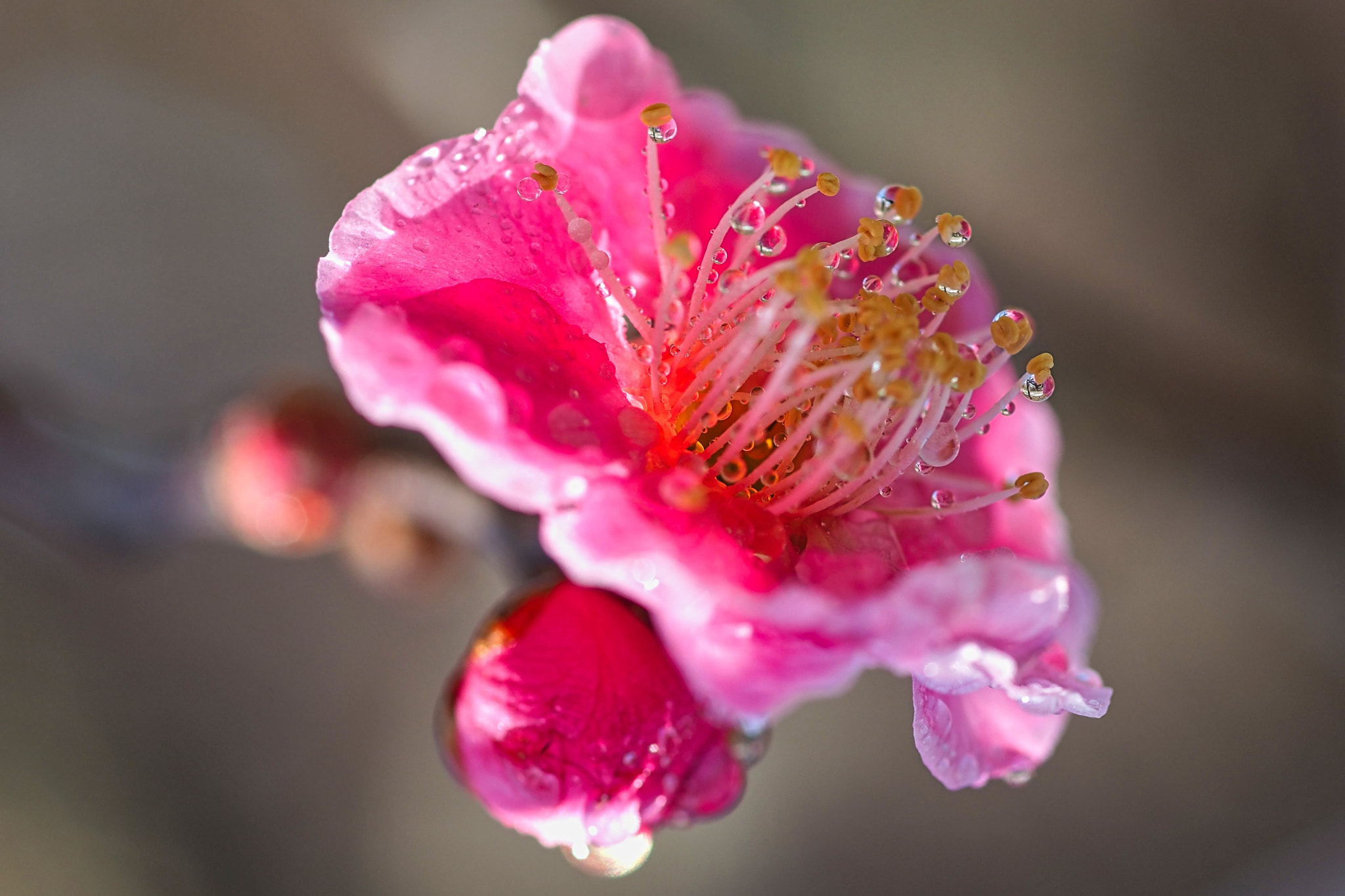 plum（梅） curated by shoji uno / 500px