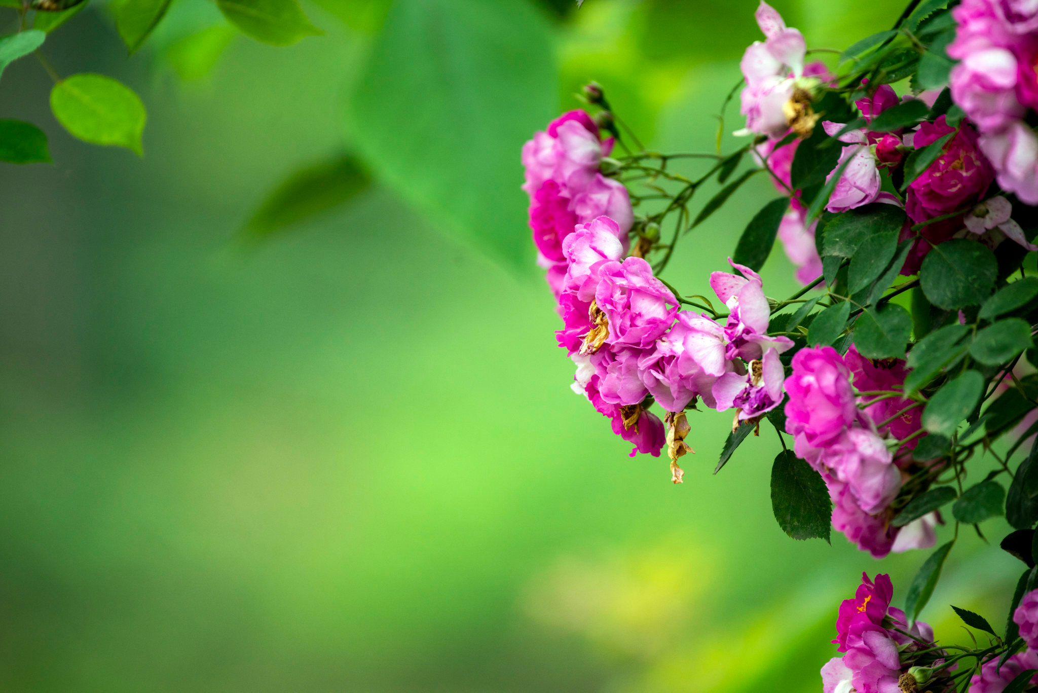 刺莓和蔷薇花by 159****7565 | 500px