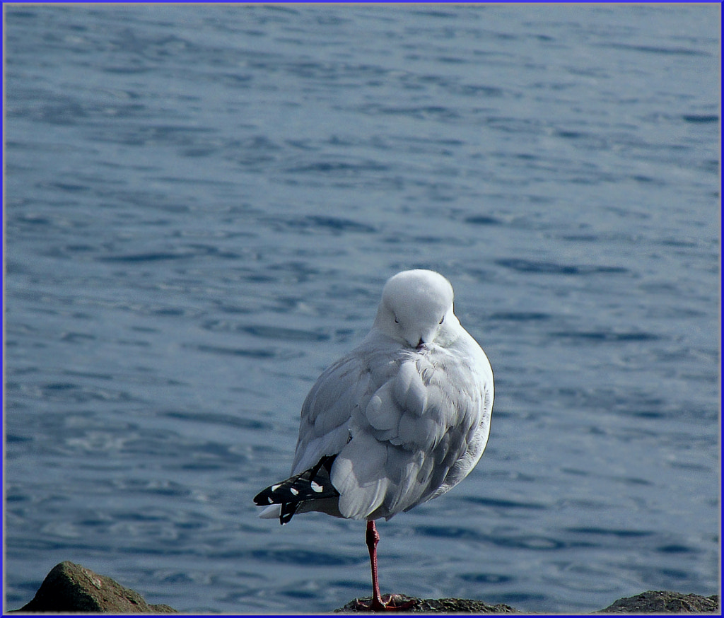 Portland Gull by Justin B. on 500px.com