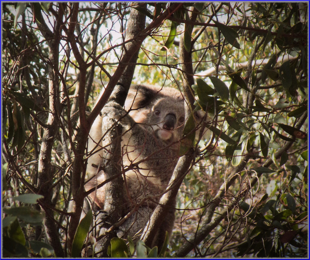 Vic Koala 1 by Justin B. on 500px.com