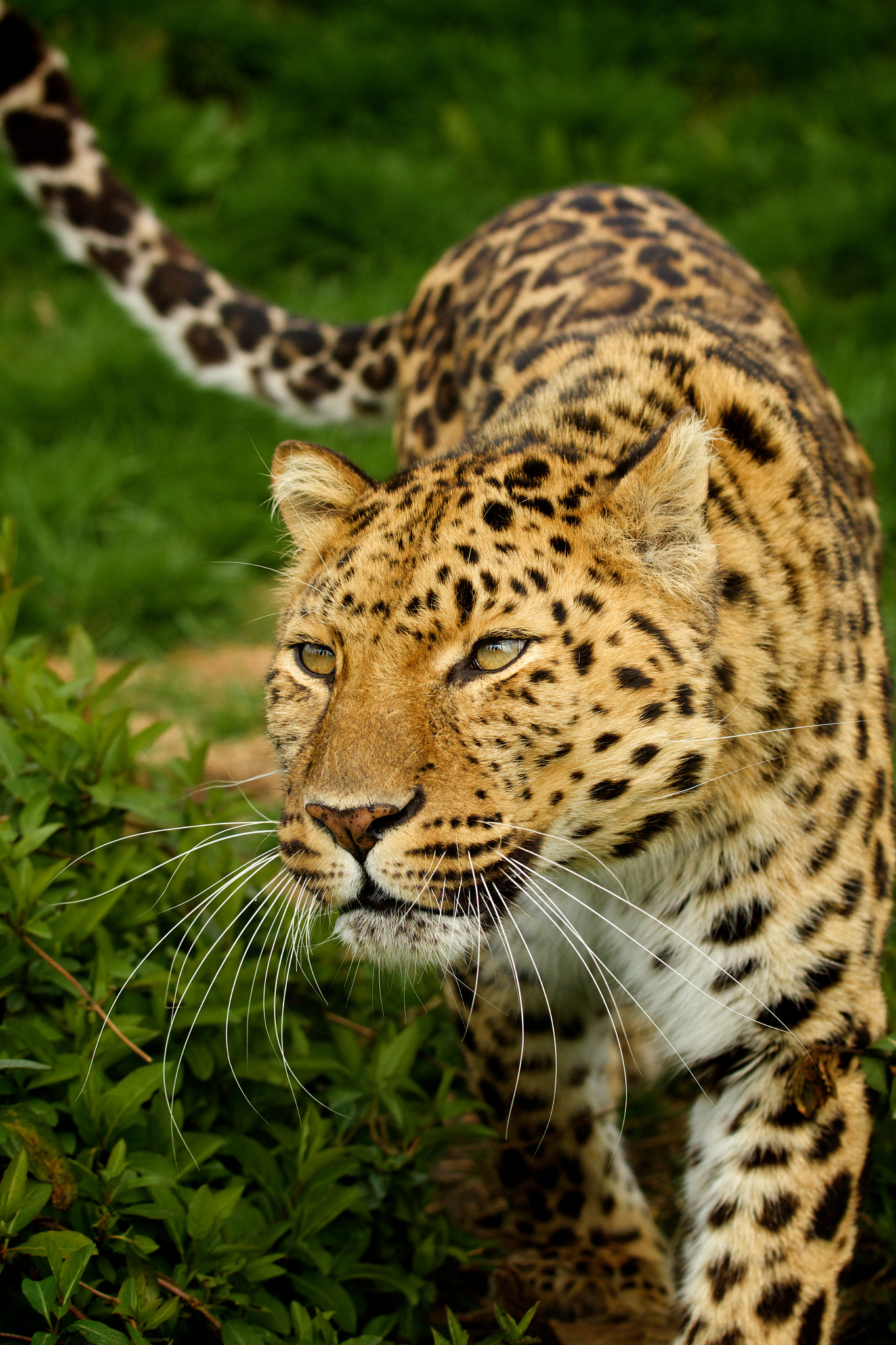 Amur Leopard